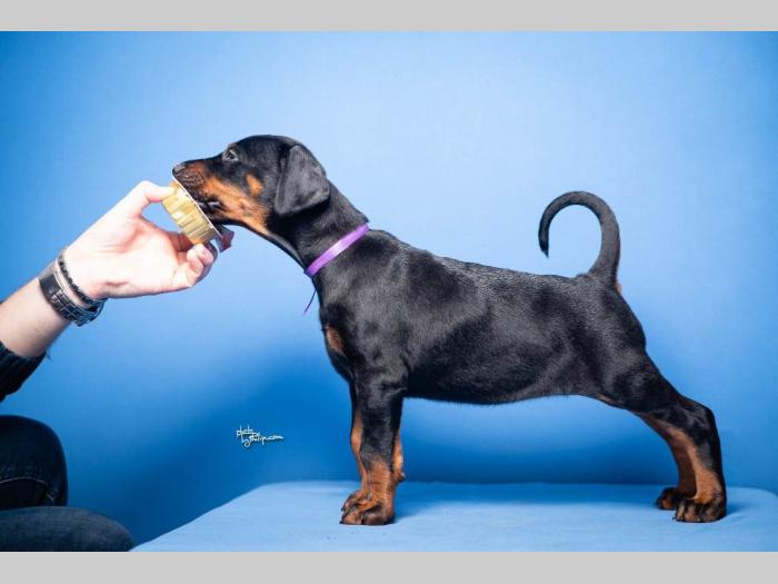 doberman štenci besplatni mali oglasi