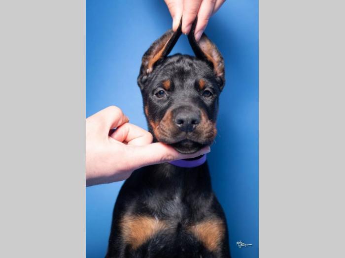 doberman štenci besplatni mali oglasi