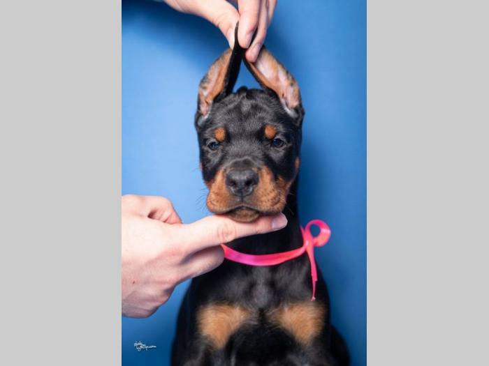 doberman štenci besplatni mali oglasi