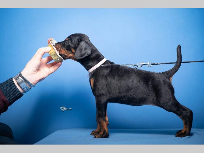 doberman štenci besplatni mali oglasi
