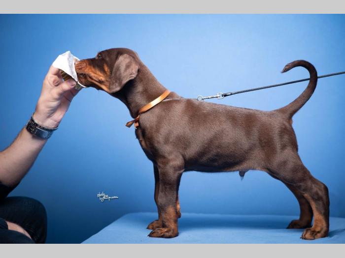 doberman štenci besplatni mali oglasi