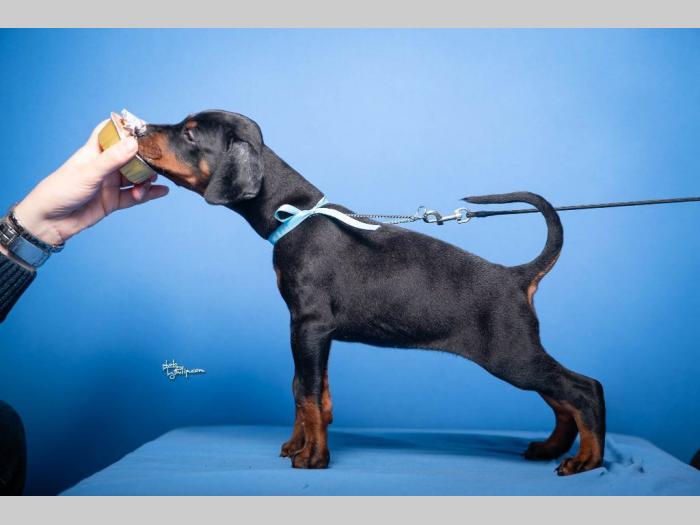 doberman štenci besplatni mali oglasi