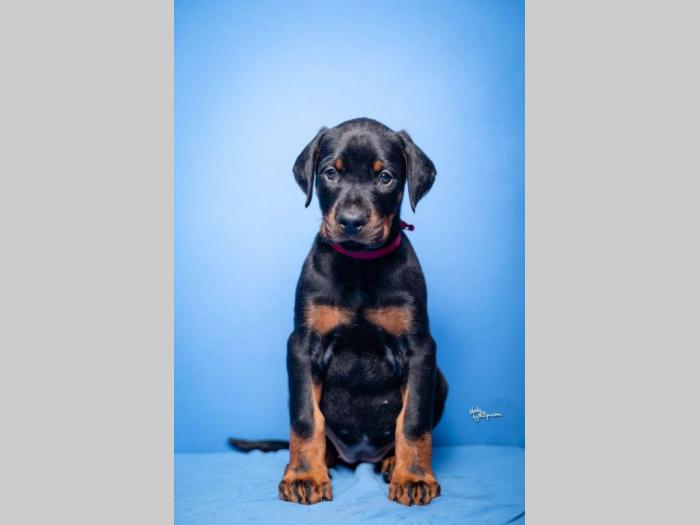 doberman štenci besplatni mali oglasi