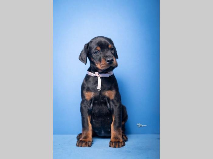 doberman štenci besplatni mali oglasi