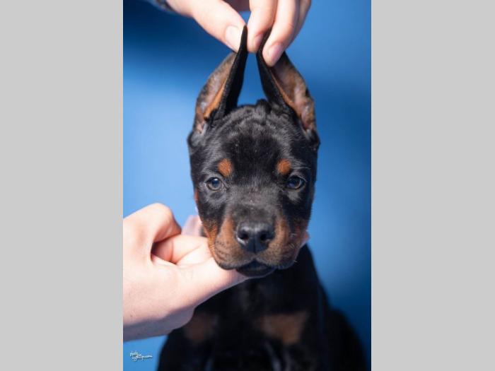 doberman štenci besplatni mali oglasi