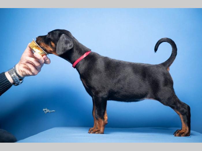 doberman štenci besplatni mali oglasi