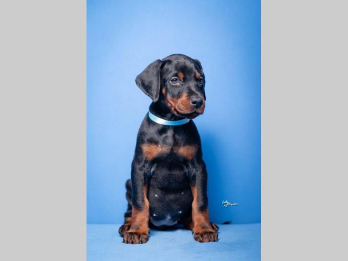 doberman štenci besplatni mali oglasi