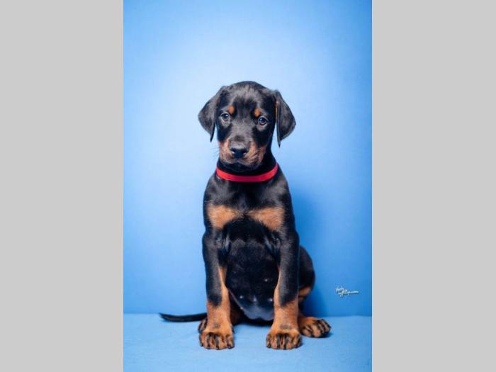 doberman štenci besplatni mali oglasi