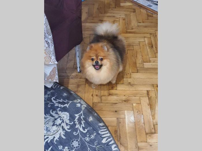 pomeranac ženka besplatni mali oglasi