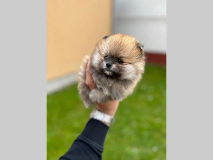 pomeranac boo čistokrvni, patuljasti besplatni mali oglasi