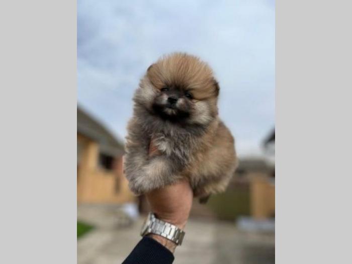 pomeranac boo čistokrvni, patuljasti besplatni mali oglasi