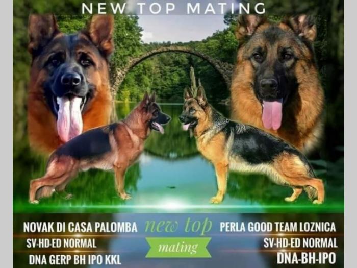 nemački ovčar ženke besplatni mali oglasi