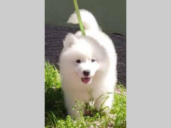 samojed štenci besplatni mali oglasi