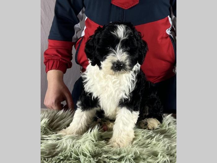 portugalski vodeni pas portuguese water dog štenci besplatni mali oglasi