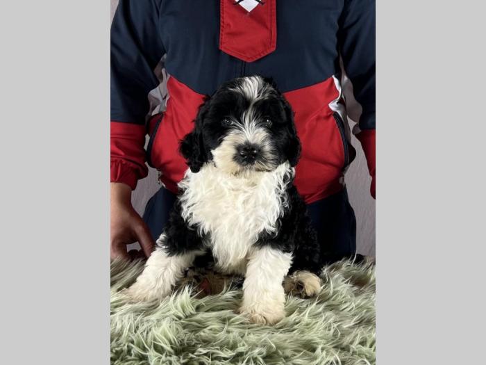 portugalski vodeni pas portuguese water dog štenci besplatni mali oglasi