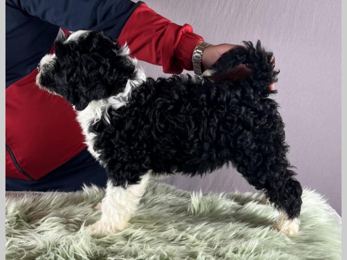 portugalski vodeni pas portuguese water dog štenci besplatni mali oglasi