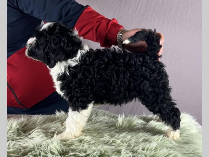 portugalski vodeni pas portuguese water dog štenci besplatni mali oglasi
