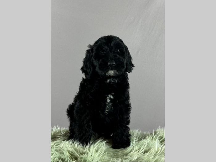portugalski vodeni pas portuguese water dog štenci besplatni mali oglasi