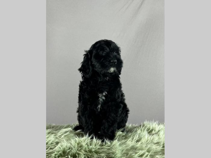 portugalski vodeni pas portuguese water dog štenci besplatni mali oglasi