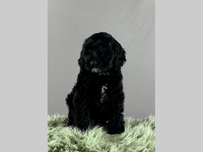 portugalski vodeni pas portuguese water dog štenci besplatni mali oglasi