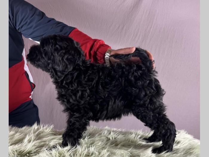 portugalski vodeni pas portuguese water dog štenci besplatni mali oglasi