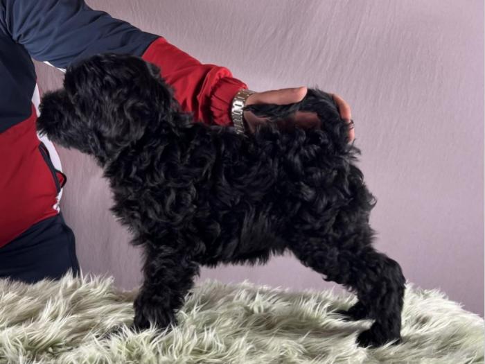 portugalski vodeni pas portuguese water dog štenci besplatni mali oglasi
