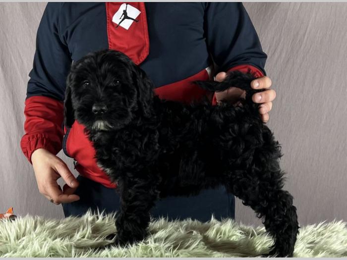 portugalski vodeni pas portuguese water dog štenci besplatni mali oglasi