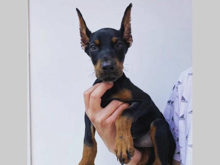dobermani štenci besplatni mali oglasi