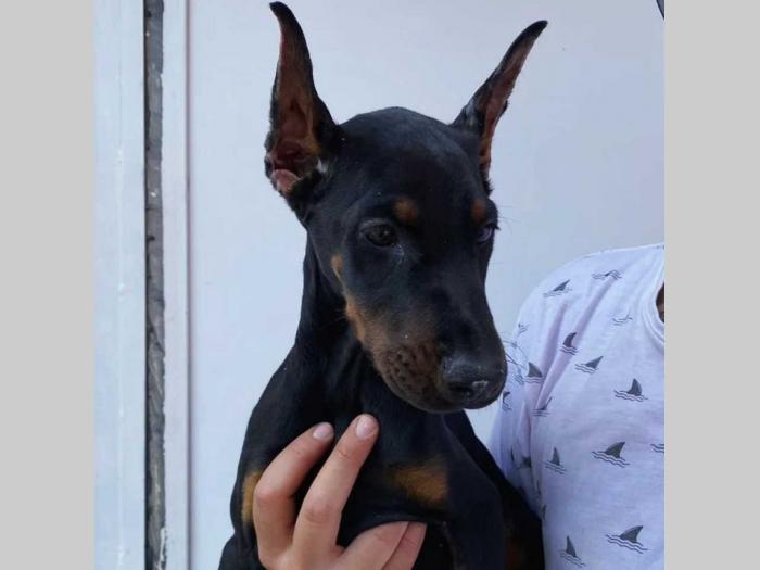 dobermani štenci besplatni mali oglasi