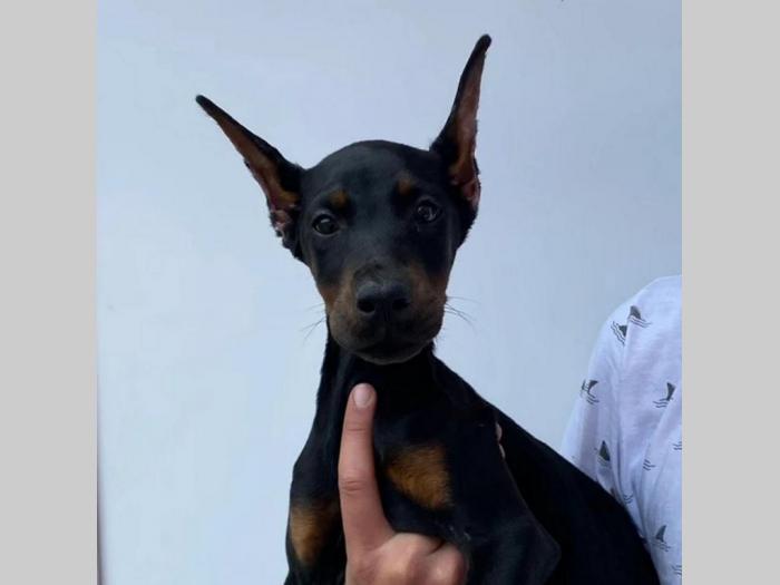 dobermani štenci besplatni mali oglasi