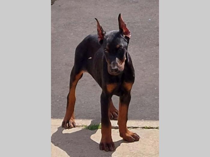 dobermani štenci besplatni mali oglasi