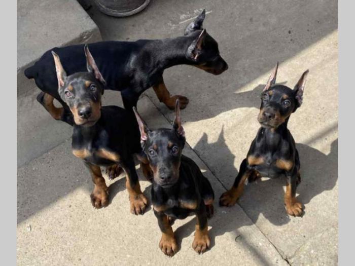 dobermani štenci besplatni mali oglasi
