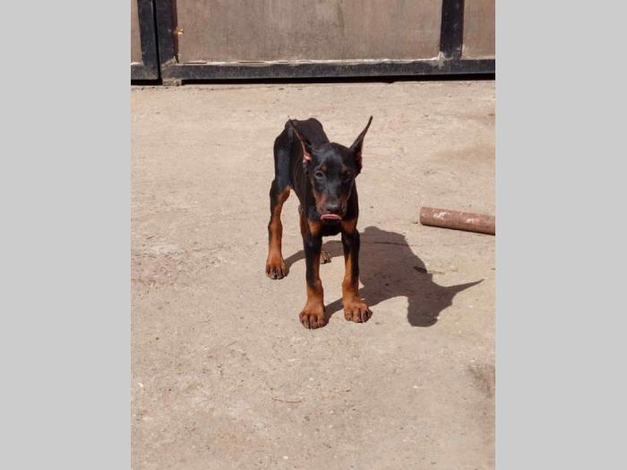 dobermani štenci besplatni mali oglasi