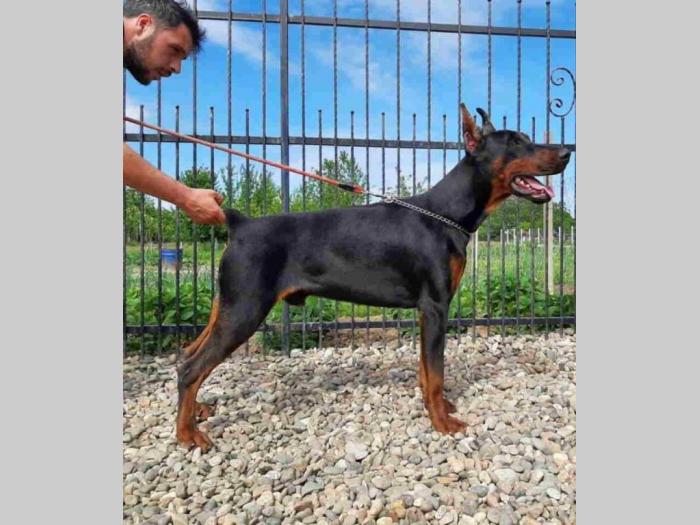 dobermani štenci besplatni mali oglasi