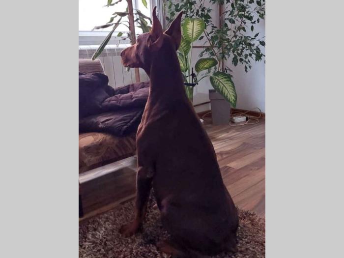 dobermani štenci besplatni mali oglasi