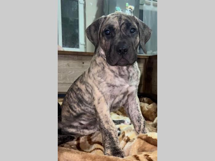 presa canario štenci besplatni mali oglasi