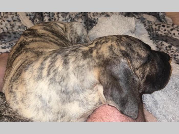 presa canario štenci besplatni mali oglasi