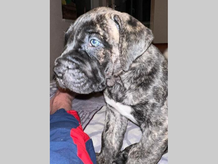 presa canario štenci besplatni mali oglasi