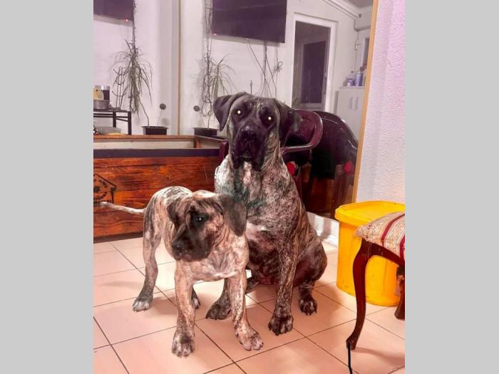 presa canario štenci besplatni mali oglasi