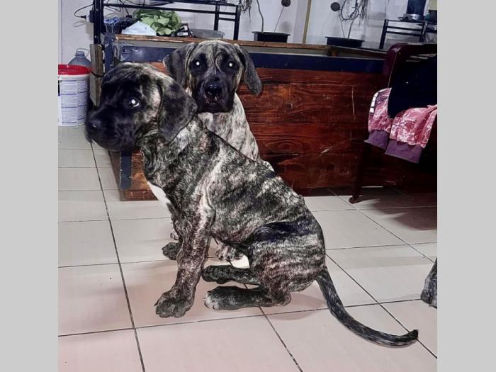 presa canario štenci besplatni mali oglasi