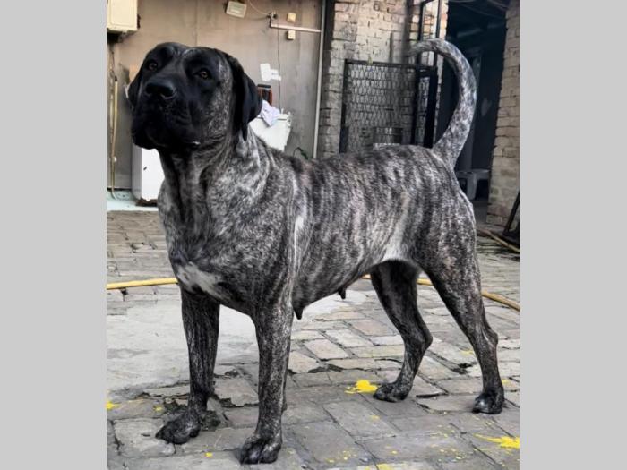 presa canario štenci besplatni mali oglasi