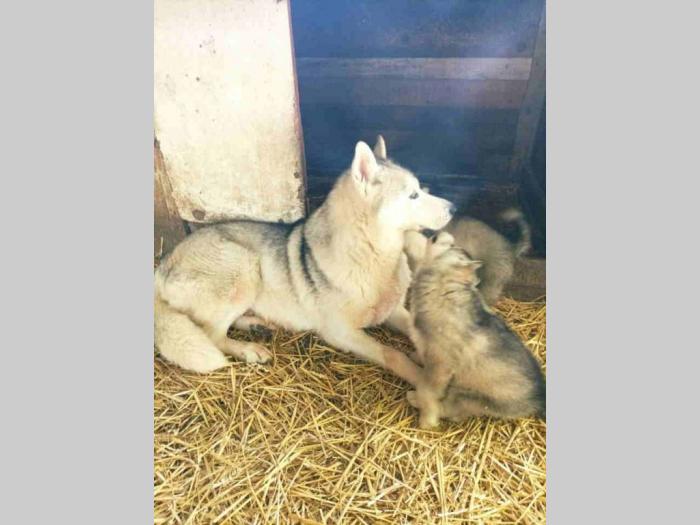sibirski haski dve ženke besplatni mali oglasi