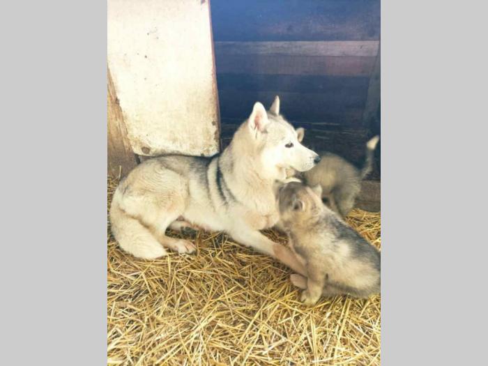 sibirski haski dve ženke besplatni mali oglasi