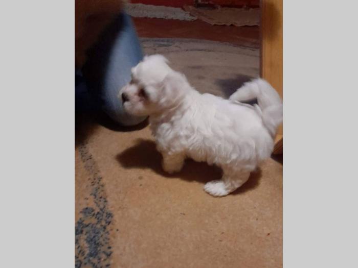 maltezeri štenci besplatni mali oglasi
