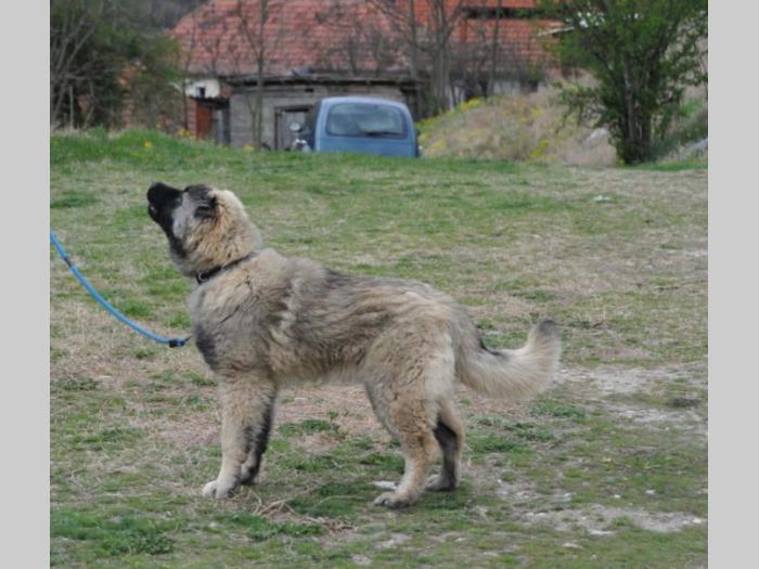 kavkaski ovčar štene besplatni mali oglasi