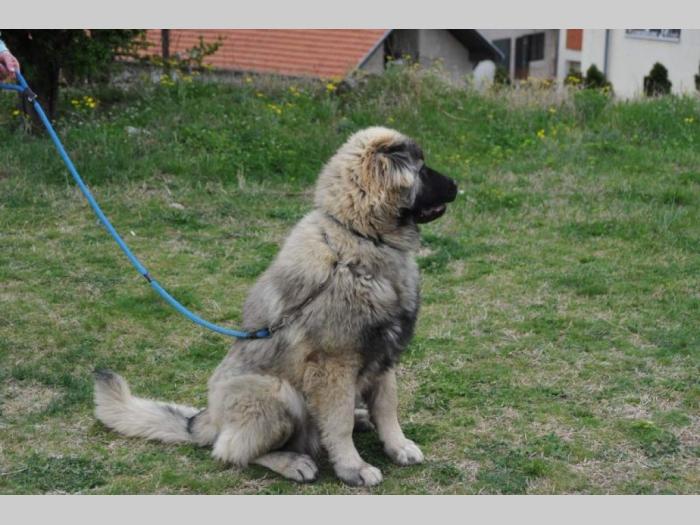 kavkaski ovčar štene besplatni mali oglasi