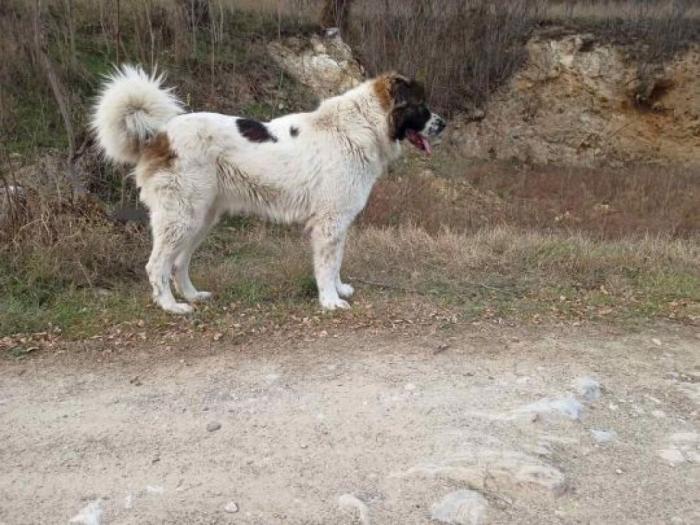 kavkaski ovčar štene besplatni mali oglasi