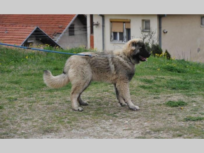 kavkaski ovčar štene besplatni mali oglasi