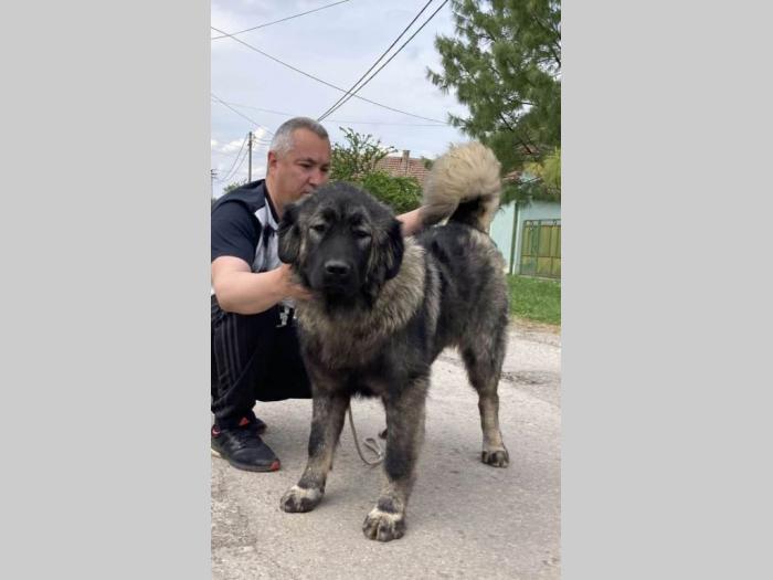 kavkaski ovčar vrhunski štenci besplatni mali oglasi