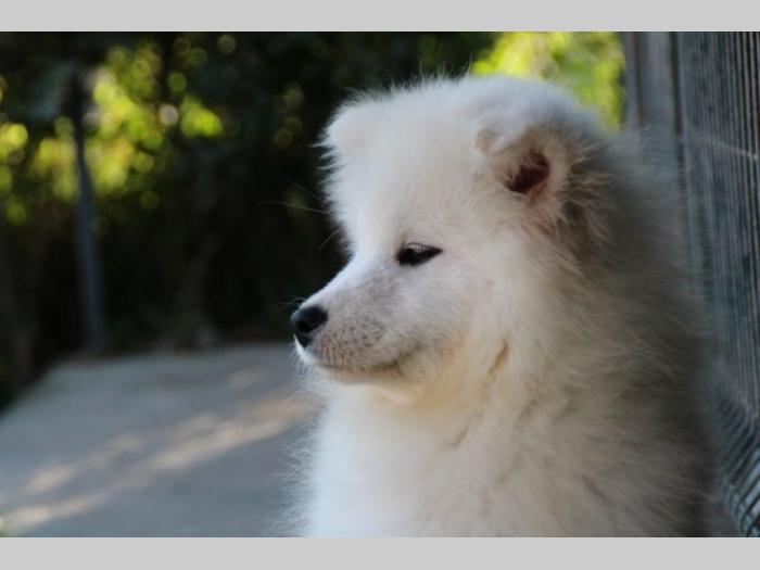 samojed ženka na prodaju besplatni mali oglasi